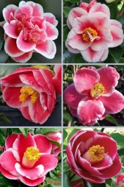 Sadaharu Oh Camellia - 7 Gallon Pot (3-4') -Breeze Sprout Sales camellia japonica sadaharu oh 102