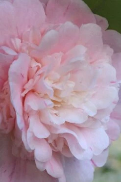 Thompsonii Camellia Japonica - 3 Gallon Pot -Breeze Sprout Sales camellia japonica thompsonii 2