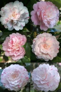 Thompsonii Camellia Japonica - 3 Gallon Pot -Breeze Sprout Sales camellia japonica thompsonii 4