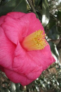 Lady Clare Camellia Japonica - 3 Gallon Pot -Breeze Sprout Sales camellia lady clare 1