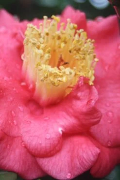 Lady Clare Camellia Japonica - 3 Gallon Pot -Breeze Sprout Sales camellia lady clare 2