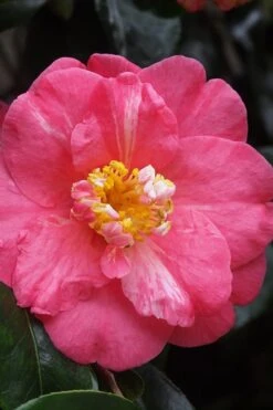 Lady Clare Camellia Japonica - 3 Gallon Pot -Breeze Sprout Sales camellia lady clare 5