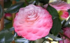 Nuccio's Pearl Camellia Japonica - 1 Gallon Pot -Breeze Sprout Sales camellia mnuccios pearl 3
