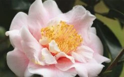 Moonlight Bay Camellia Japonica - 3 Gallon Pot -Breeze Sprout Sales camellia moonlight bay 3