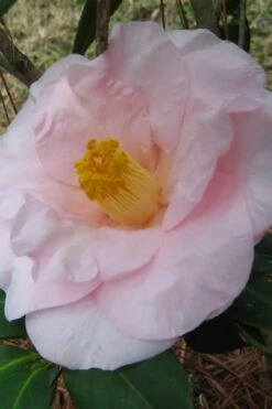 Moonlight Bay Camellia Japonica - 3 Gallon Pot -Breeze Sprout Sales camellia moonlight bay 5