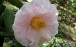 Moonlight Bay Camellia Japonica - 3 Gallon Pot -Breeze Sprout Sales camellia moonlight bay 6
