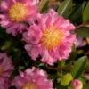 October Magic Carpet Dwarf Camellia - 2 Gallon Pot