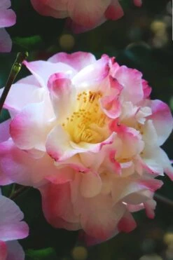 Omega Camellia Japonica - 3 Gallon Pot -Breeze Sprout Sales camellia omega 3