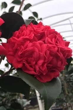 Professor Sargent Camellia Japonica - 7 Gallon Pot (3-4')
