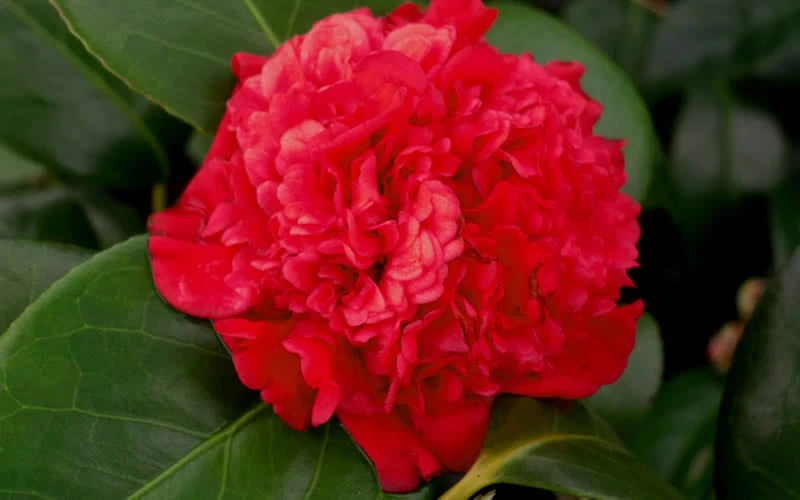 Professor Sargent Camellia Japonica - 7 Gallon Pot (3-4') 5 Professor Sargent Camellia Japonica - 7 Gallon Pot (3-4') - Image 5