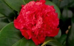 Professor Sargent Camellia Japonica - 1 Gallon Pot 10 Professor Sargent Camellia Japonica - 1 Gallon Pot -Breeze Sprout Sales camellia professor sargent bloom