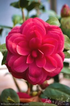 Purple Dawn Camellia Japonica - 6 Pack Of 1 Gallon Pots 7 Purple Dawn Camellia Japonica - 6 Pack Of 1 Gallon Pots -Breeze Sprout Sales camellia purple dawn jw 1 2