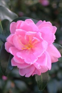 Sagamio Wabisuke Camellia - 3 Gallon Pot -Breeze Sprout Sales camellia sagamio wabisuki 1