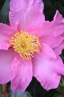 Marti Camellia - 3 Gallon Pot 7 Marti Camellia - 3 Gallon Pot -Breeze Sprout Sales camellia sasanqua marti 3