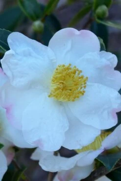 Sweet October Fragrant Camellia - 1 Gallon Pot -Breeze Sprout Sales camellia sasanqua sweet october 2