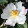 Sweet October Fragrant Camellia - 1 Gallon Pot