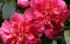 Scentsation Fragrant Camellia Japonica - 1 Gallon Pot -Breeze Sprout Sales camellia scentsation 3