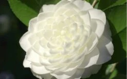 Sea Foam White Camellia Japonica - 1 Gallon Pot -Breeze Sprout Sales camellia sea foam 3