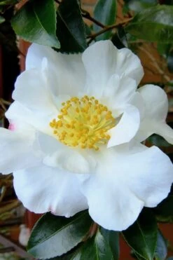 Setsugekka Fragrant Camellia Sasanqua - 7 Gallon Pot -Breeze Sprout Sales camellia setsugekka 3 1