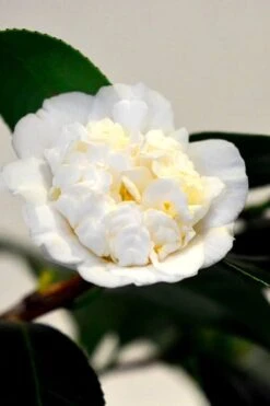 Shiro Karako White Camellia Rusticana - 3 Gallon Pot -Breeze Sprout Sales camellia shiro karako 1