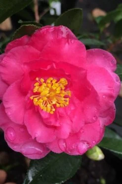 Shishi Gashira Dwarf Camellia Sasanqua - 2.5 Quart Pot