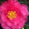 Shishi Gashira Dwarf Camellia Sasanqua - 7 Gallon Pot