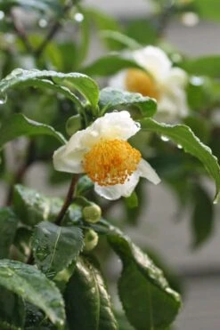 Small Leaf Tea Plant (Camellia Sinensis) - 3 Gallon Pot -Breeze Sprout Sales camellia sinensis small leaf tea plant 21