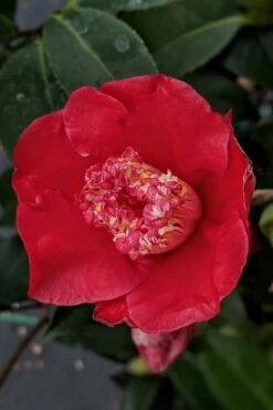 Tama Electra Camellia Japonica - 3 Gallon Pot -Breeze Sprout Sales camellia tama electra 10 1