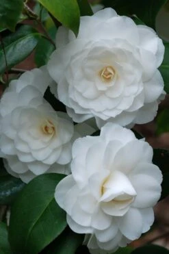 White By The Gate Camellia Japonica - 1 Gallon Pot -Breeze Sprout Sales camellia white by the gate 1 1