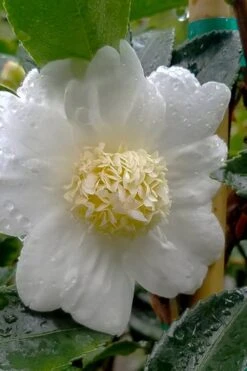 Winter's Snowman Camellia Hybrid - 7 Gallon Pot (3-4') -Breeze Sprout Sales camellia winters snowman 105
