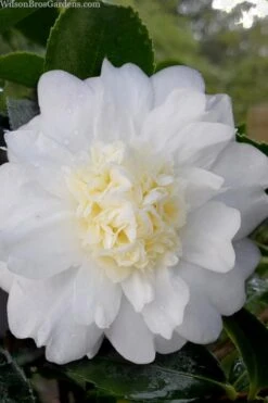 Winter's Snowman Camellia Hybrid - 7 Gallon Pot (2-3')