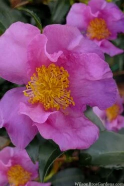 Winter's Star Cold Hardy Camellia - 3 Gallon Pot (SALE) 7 Winter's Star Cold Hardy Camellia - 3 Gallon Pot (SALE) -Breeze Sprout Sales camellia winters star 100