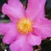 Winter's Star Cold Hardy Camellia - 1 Gallon Pot