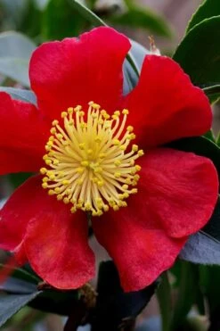 Yuletide Camellia Sasanqua - 6 Pack Of 1 Gallon Pots -Breeze Sprout Sales camellia yuletide best