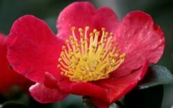 Yuletide Camellia Sasanqua - 7 Gallon Pot (3-4') -Breeze Sprout Sales camellia yuletide flower closeup 1