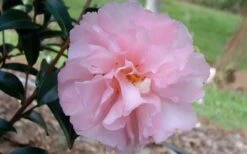 Cotton Candy Camellia Sasanqua - 6 Pack Of 1 Gallon Pots -Breeze Sprout Sales camelliacottoncandy