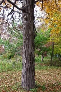 Shagbark Hickory Tree (Carya Ovata) - 3 Gallon Pot -Breeze Sprout Sales carya ovata shagbark hickory tree 1