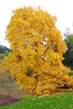 Shagbark Hickory Tree (Carya Ovata) - 3 Gallon Pot -Breeze Sprout Sales carya ovata shagbark hickory tree 3