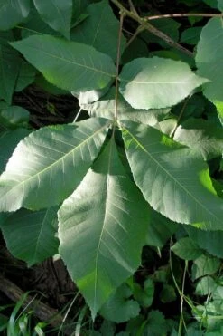 Shagbark Hickory Tree (Carya Ovata) - 3 Gallon Pot -Breeze Sprout Sales carya ovata shagbark hickory tree leaves 3
