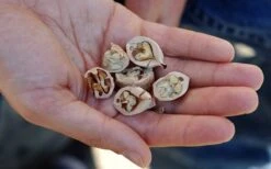 Shagbark Hickory Tree (Carya Ovata) - 3 Gallon Pot -Breeze Sprout Sales carya ovata shagbark hickory tree nuts 4