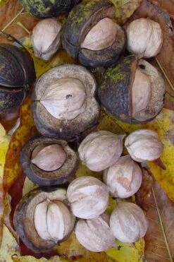 Shagbark Hickory Tree (Carya Ovata) - 3 Gallon Pot -Breeze Sprout Sales carya ovata shagbark hickory tree nuts 5