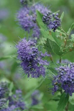 Longwood Blue Blue Mist Shrub (Caryopteris) - 1 Gallon Pot -Breeze Sprout Sales caryopteris clandonensis longwood blue blue mist shrub 3