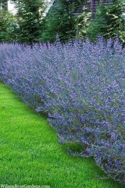 Longwood Blue Blue Mist Shrub (Caryopteris) - 1 Gallon Pot -Breeze Sprout Sales caryopteris clandonensis longwood blue blue mist shrub 5