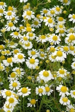 Roman Chamomile Plant - 6 Pack Of Pint Pots -Breeze Sprout Sales chamaemelum nobile roman chamomile 4