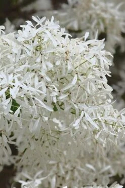 China Snow Chinese Fringe Tree (Chionanthus Retusus) - 7 Gallon Pot (6-7') -Breeze Sprout Sales chionanthus retusus china snow chinese fringe tree 1