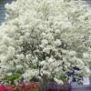 China Snow Chinese Fringe Tree (Chionanthus Retusus) - 7 Gallon Pot (6-7')