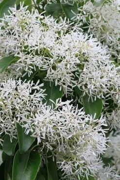 China Snow Chinese Fringe Tree (Chionanthus Retusus) - 7 Gallon Pot (6-7') -Breeze Sprout Sales chionanthus retusus china snow chinese fringe tree 5