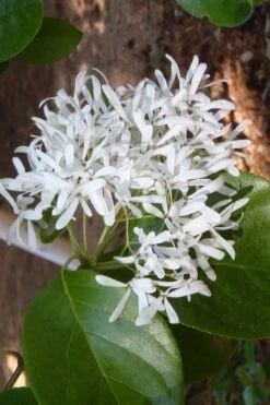 China Snow Chinese Fringe Tree (Chionanthus Retusus) - 7 Gallon Pot (6-7') -Breeze Sprout Sales chionanthus retusus tokyo tower chinese fringe tree 4