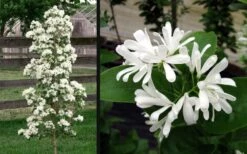 Tokyo Tower Chinese Fringe Tree (Chionanthus Retusus) - 3 Gallon Pot -Breeze Sprout Sales chionanthus retusus tokyo tower chinese fringe tree 6