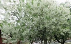 Grancy Graybeard - White Fringe Tree - 3 Gallon Pot -Breeze Sprout Sales chionanthus virginicus grancy greybeard multi stem tree 4